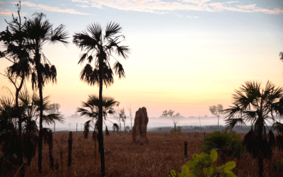 Litchfield National Park at sunrise
