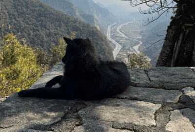 These dogs are a fixture of the hiking routes — fed by locals, beloved by travellers, belonging to the whole trail rather than anyone in particular.