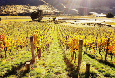Rows of white grape vines growing on a hillside in Central Otago
