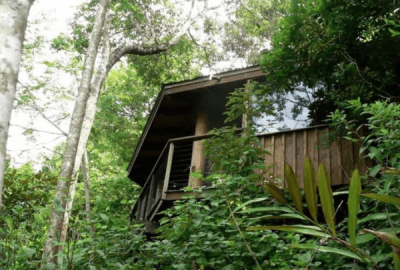 A treehouse amongst the rainforest foliage.