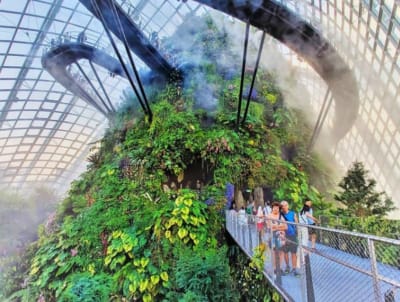 Cloud Forest