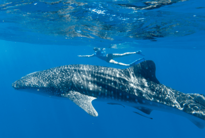 An underwater shot of a woman swimming with a whale shark