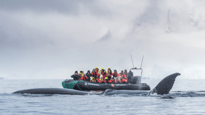 Whale Watching