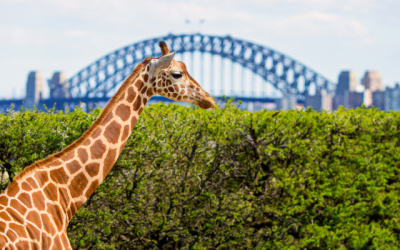 Giraffe at Taronga Zoo with the Sydney Harbour Bridge in the background