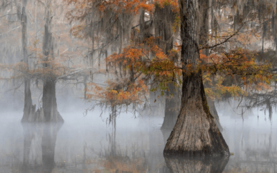 A misty swamp in Louisiana, United States.