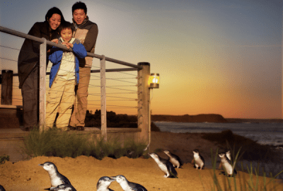 A family watches penguins on the beach at sunset on Philip Island