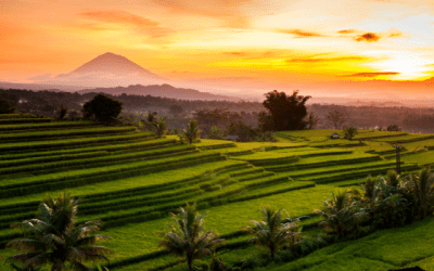 Rice fields in Bali at sunrise