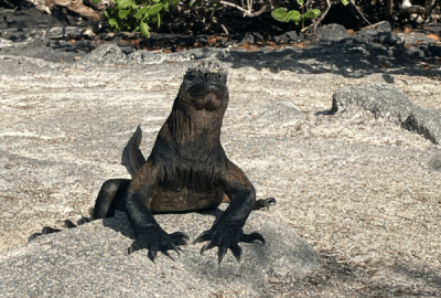 A reptile on the Galapagos Islands