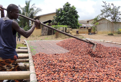A cacao farmer in Ghana prepares beans for drying