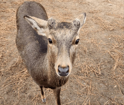 A deer in Japan poses for a photo