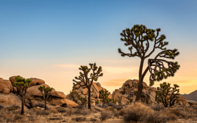 Joshua Tree National Park in the United States at sunrise.