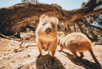 Quokkas on Rottnest Island