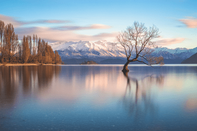 Lone tree of Lake Wanaka, NZ with the Southern Alps in the background.