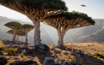 Distinct dragon blood trees in Socotra, Yemen.