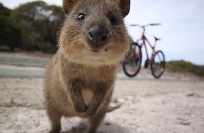 a cute little brown quokka posing for a camera in front of a bicycle