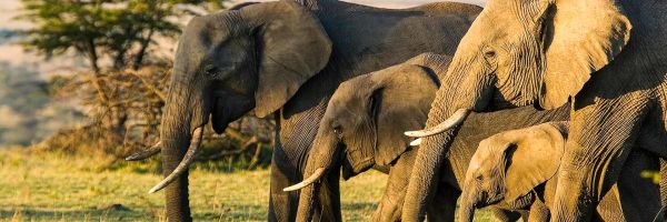 Kruger National Park Header Banner