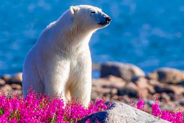 Polar bear standing on rock with vibrant flowers nearby