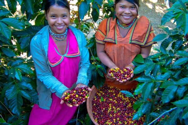 Coffee Farm