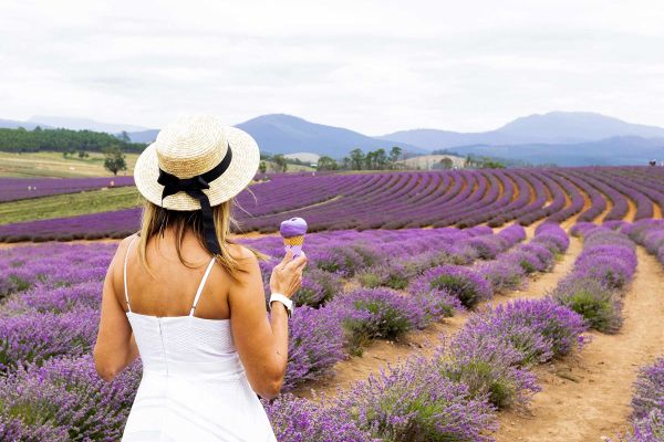 Lady walking through a lavendar field