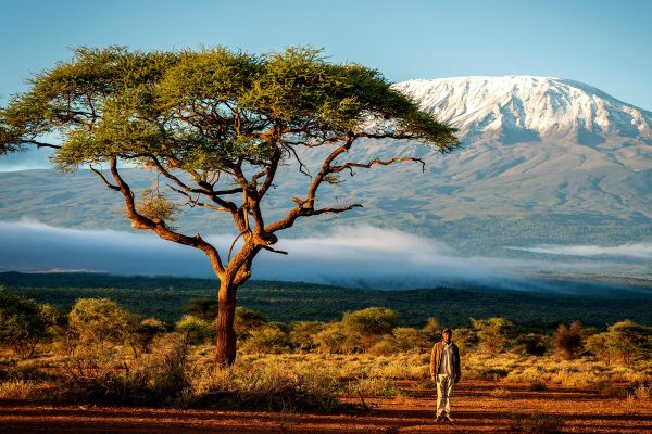 Large tree in the savannah, in front of Mount Kilimanjaro