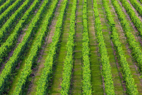 Rows of green vines at vineyard
