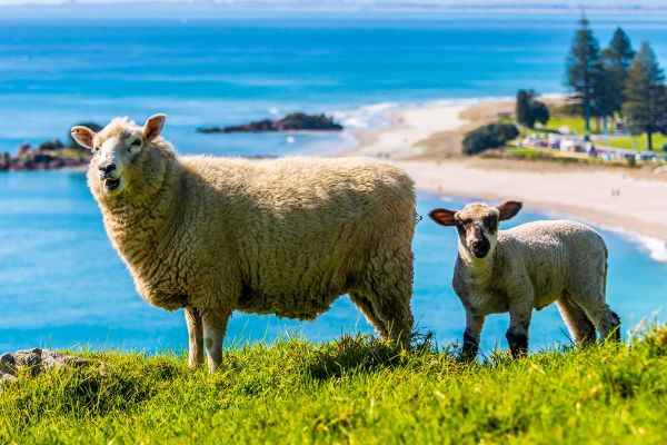 Two sheep on grassy hill overlooking beach
