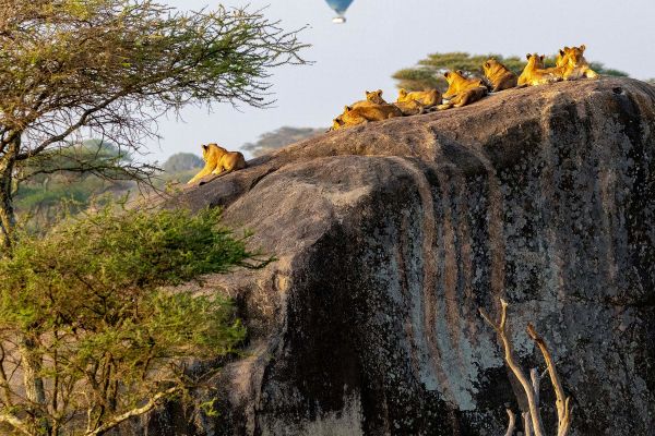 A hot air balloon flying over a pride of Lions relaxing on a rock