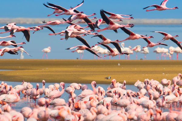 Group of flamingos