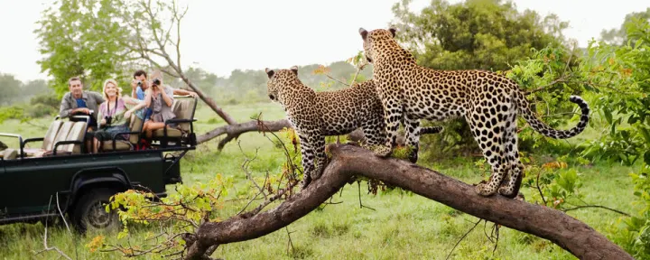 South Africa: Garden Route & Safari