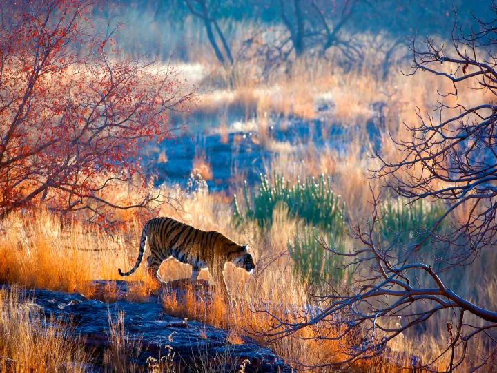 India