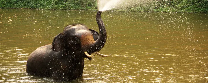 Thailand: Bangkok, Beach & Elephants
