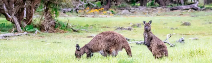 South Australia
