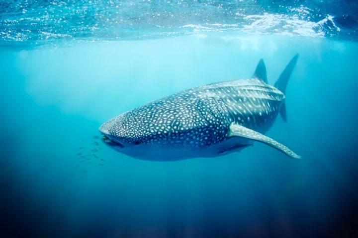 Western Australia: Whale Sharks & Coastal Adventures