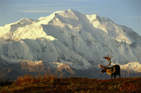 Moose in front of a snow-covered mountain in Denali National Park, Alaska.