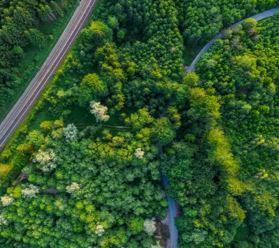 forest